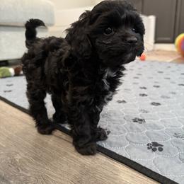 Cavapoo Puppies from Hales Wagging Tails