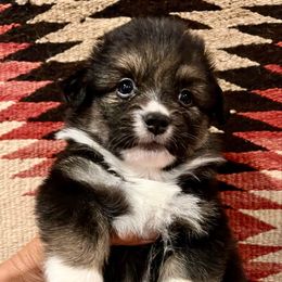 Ian - Black and tan male American Corgi puppy in Los Lunas, New Mexico from Blue Diamond Welsh corgis