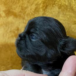 Great Pyrenees and Shih Tzu Puppies from Ashville Shih Tzu Chalet