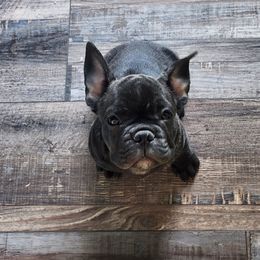 Boy 1 - Brindle male French Bulldog puppy in Grand Junction, Colorado from Elisabeth's Frenchies