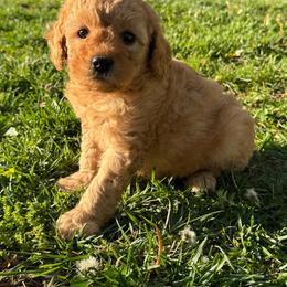 Milo - Apricot male Goldendoodle puppy in Lancaster, Kentucky from Dream Paws Puppies, LLC