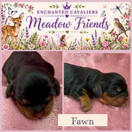 Fawn - Black and tan female Cavalier King Charles Spaniel puppy in Auburn, Washington from Enchanted Cavaliers