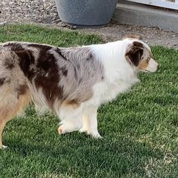 Molly - Australian Shepherd