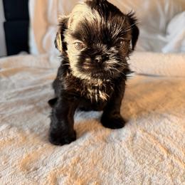 Puppy 2 - Black and tan male Shih Tzu puppy in Lynnwood, Washington from Caroline's Shih Tzus