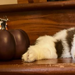 Shih Tzu Puppies from Little Lions West