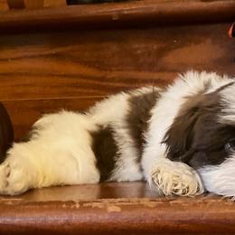 Shih Tzu Puppies from Little Lions West