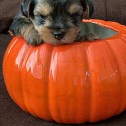 Yorkshire Terrier Puppies from Sweet Yorkie Love