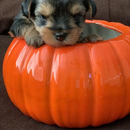 Yorkshire Terrier Puppies from Sweet Yorkie Love