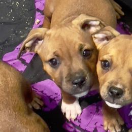 Ora - Red female Staffordshire Bull Terrier puppy in Monroe, Georgia from Irresistibull Staffords