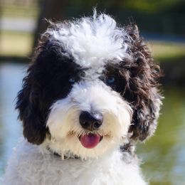 Nash - Sheepadoodle