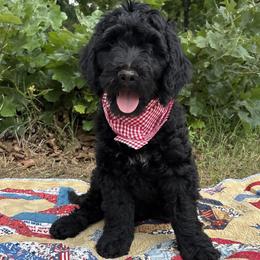 Cumin - male Golden Mountain Doodle puppy in Tulsa, Oklahoma from Turpin Ranch