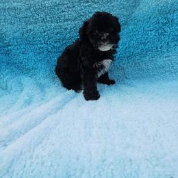 Cyrus - Black & white male Maltipoo puppy in Lancaster, Kentucky from Dream Paws Puppies, LLC