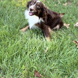 Cooper - Toy Australian Shepherd