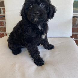Blackberry - Black male Cavapoo puppy in Van Alstyne, Texas from Home Grown Puppies