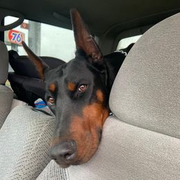 Roulette - Doberman Pinscher