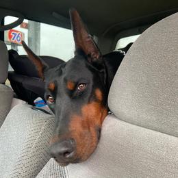 Roulette - Doberman Pinscher