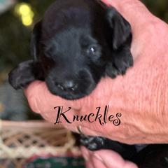 Australian Labradoodle Puppies from Sandcastle Labradoodles
