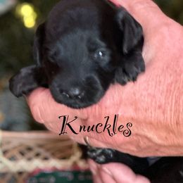 Australian Labradoodle Puppies from Sandcastle Labradoodles