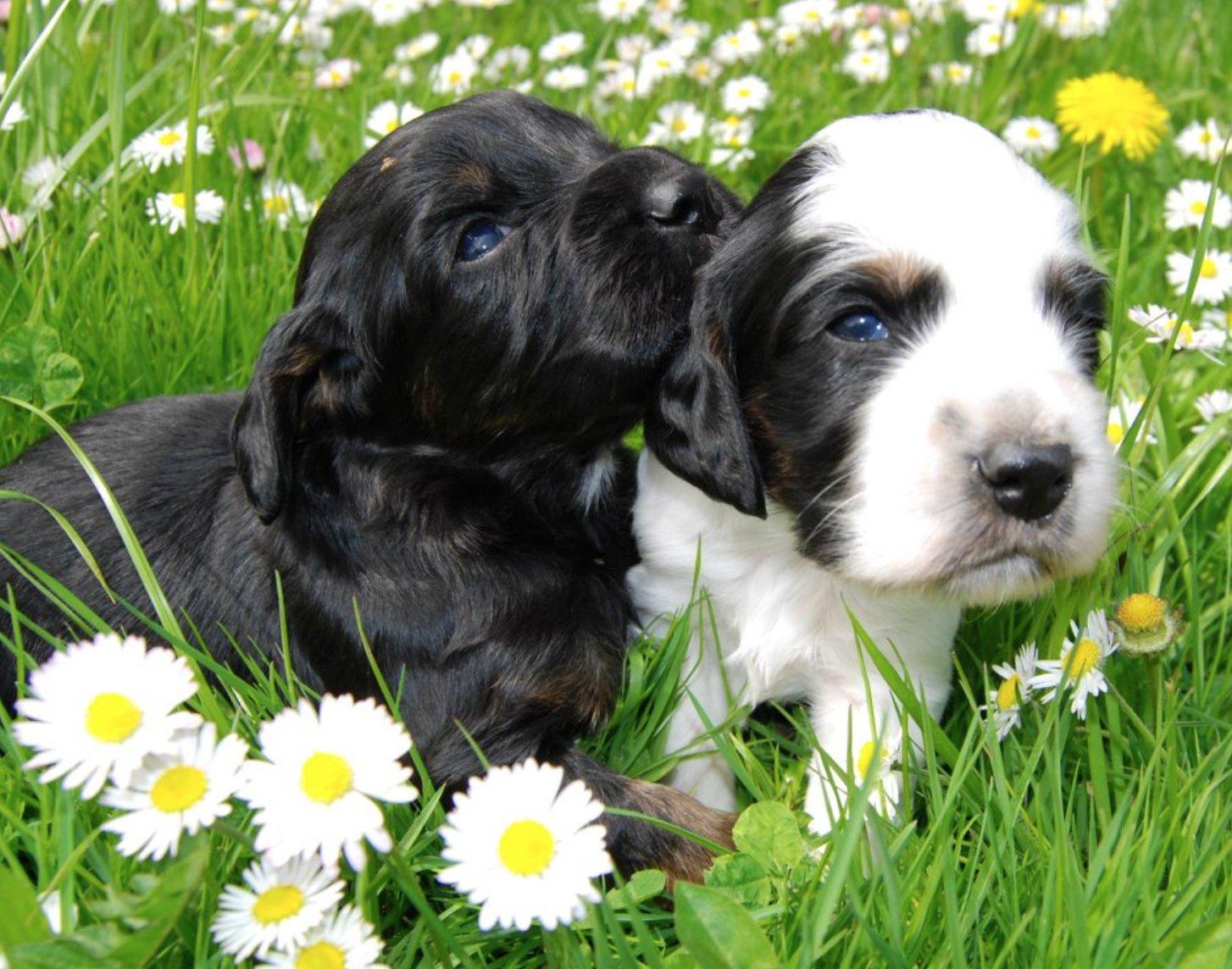 Cocker Spaniel Seattle Salmon Creek Sport Dogs in Washington | English Cocker Spaniel puppies ...