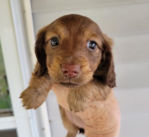 Kimberley's Dachshunds in Ohio | Dachshund puppies | Good Dog