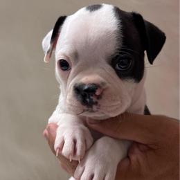Harry - Black and white male Boston Terrier puppy in Kingsport, Tennessee from Dreamweaver Bostons
