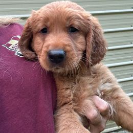 Golden Retriever Puppies from Oak Bottom Retrievers