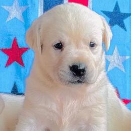 Girl 4 - Yellow female Labrador Retriever puppy in Jamestown, Ohio from Heartlands Quality Labrador Retrievers