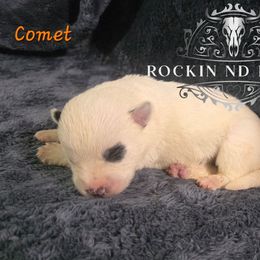 Comet - Blue male Australian Cattle Dog puppy in Silsbee, Texas from Rockin ND Ranch