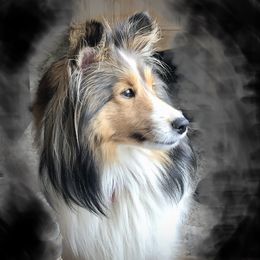 Zena  - Shetland Sheepdog