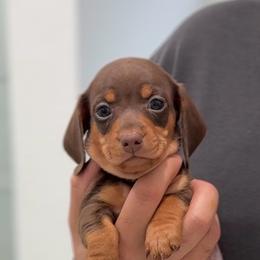 Woody - Chocolate and tan male Dachshund puppy in Clovis, California from Lil Sausage Co