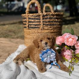 Red collar girl - Apricot female Goldendoodle puppy in Spokane, Washington from Beloved_doodles_WA