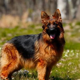 Roma - German Shepherd