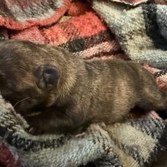 Brindle boy 2 - Brindle male French Bulldog puppy in Tucson, Arizona from Couronne's French Bulldogs