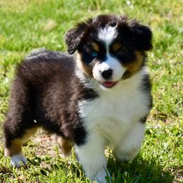 Female 2 - Black tri-color female Australian Shepherd puppy in Hamilton, New Jersey from Birch Haus