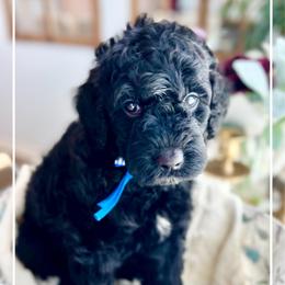 ANTHONY - Black male Goldendoodle puppy in Houston, Texas from Pia’s Doodle Poodle Wag