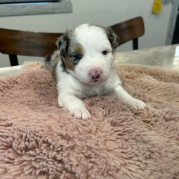 Purple collar - Blue merle female Australian Shepherd puppy in Hartville, Missouri from Stamper K9’s
