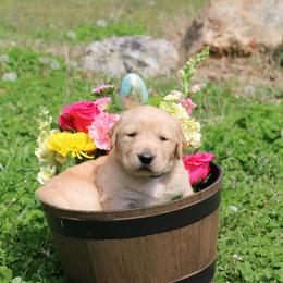 Blue collar - Dark golden male Golden Retriever puppy in Cartersville, Georgia from Lakeside Golden Retrievers