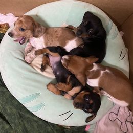 Dachshund Puppies from Yellowstone Dachshunds