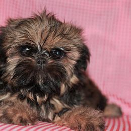 Shih Tzu Puppies from Gypsy Breeze Kennels