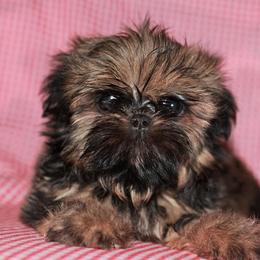 Shih Tzu Puppies from Gypsy Breeze Kennels