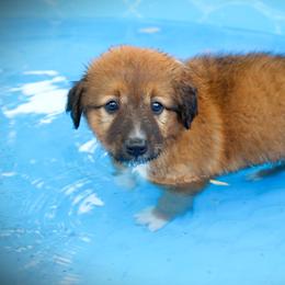 English Shepherd Puppies from Town & Country English Shepherds