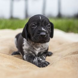 German Shorthaired Pointer Puppies from Spring River Kennel