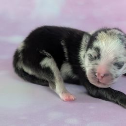 Boy 1 - Blue merle male Pomeranian puppy in Fultonville, New York from Sandy Aussies & Pomeranians