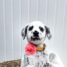 Mustafarr - White and black female Dalmatian puppy in Gray, Georgia from Fuller Spots