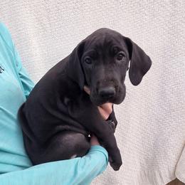 Poker - Black female Great Dane puppy in Arpin, Wisconsin from Arpin Great Danes