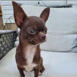 Fudge - Chihuahua