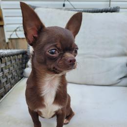 Fudge - Chihuahua