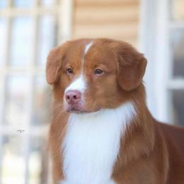 Nova Scotia Duck Tolling Retriever All Grown Up from Redmoon
