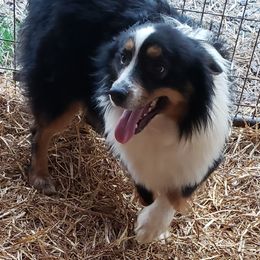 Magnum - Miniature Australian Shepherd