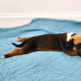 American Staffordshire Terrier Puppies from MDYC Amstaffs